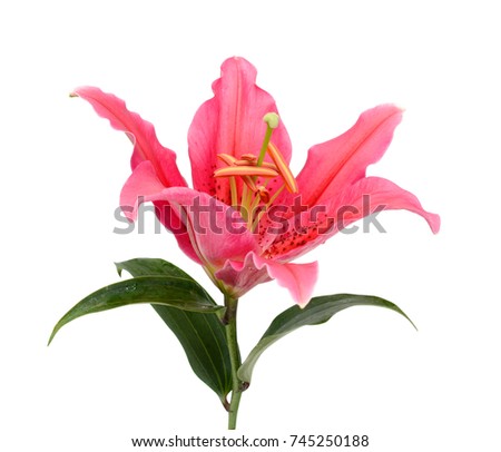 Beautiful lily flower isolated on white background