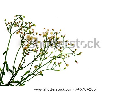 Dry grass isolated on white background