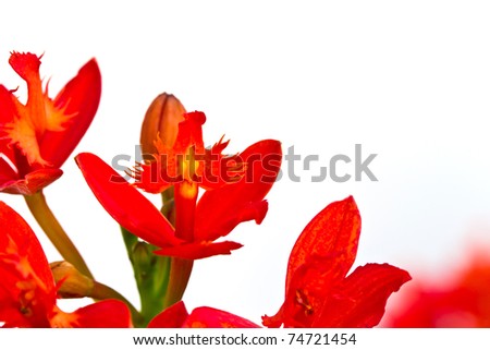 Beautiful red flower (Orchid) isolated on white background