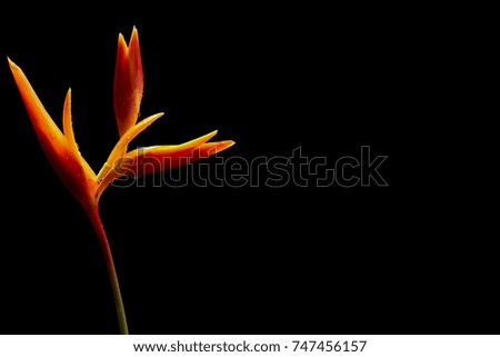 Red Yellow Heliconia copy space Black back ground