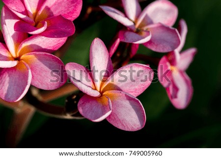 pink plumeria flower and sunlight