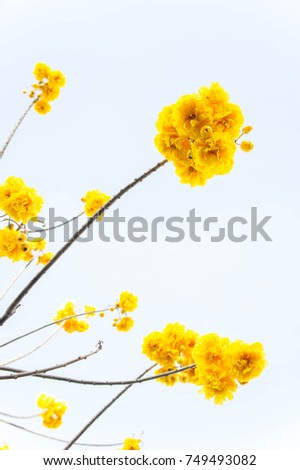 yellow flowers tree on top view sky background , yellow flowers on summer
