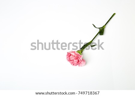 Pink carnation flower isolated on white background