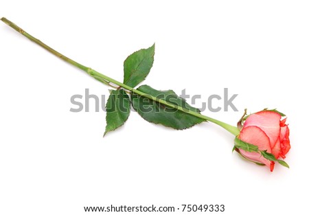 A stem rose on isolated white