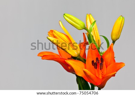 orange lily isolated on a white background