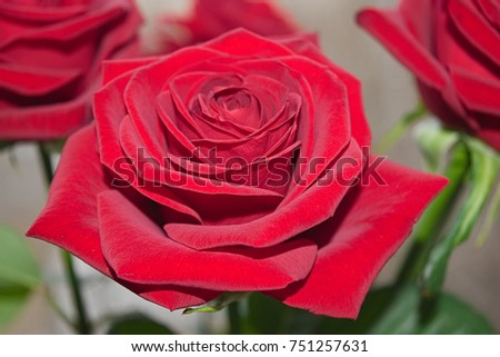 Bouquet of red roses on a blured background. Close-up.