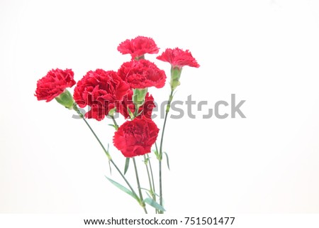 bouquet of carnation in a white background