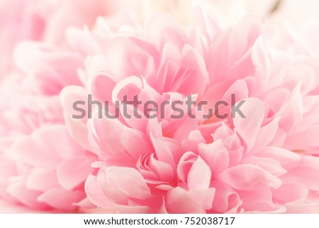 Chrysanthemum flowers made with color filter and blur style for background