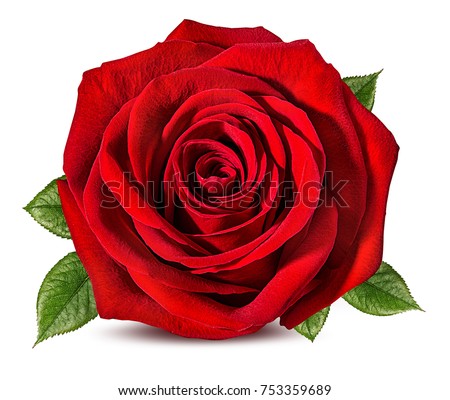 Fresh beautiful rose isolated on white background with clipping path