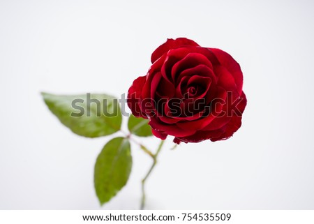 the Red Roses isolated on white background