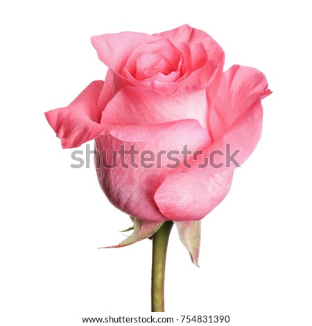 single beautiful  pink rose isolated  background