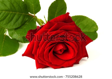 One beautiful red rose isolated on white background.