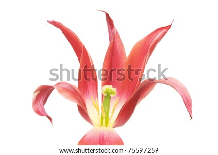 Closeup of a tulip flower showing pollen bearing anthers and the stamen