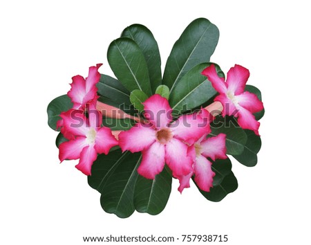 Pink flowers on white background with clipping path                 
