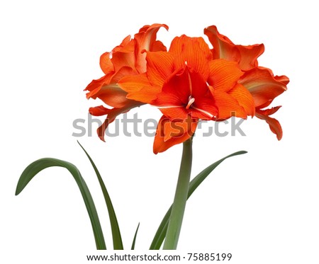 Hippeastrum hybrid double flowering variety 