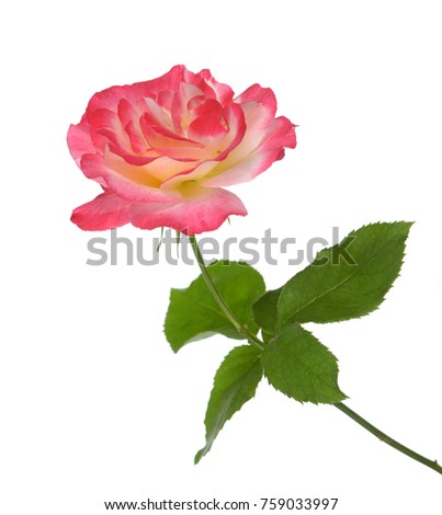 a beautiful pink rose isolated on white background