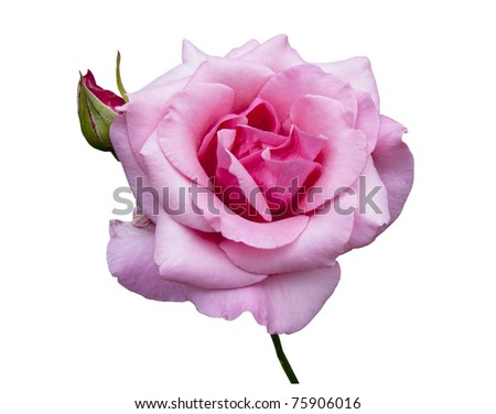 Light pink rose isolated on white