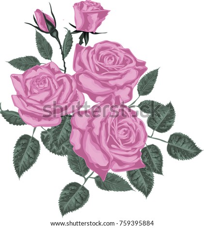 Pink roses  isolated on white background 