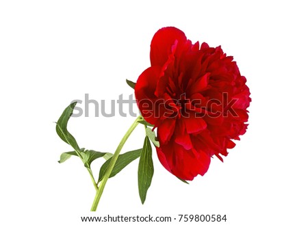 Red peony flower on a white background