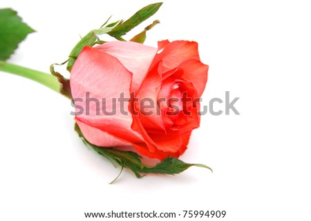 A red rose flower on lay down