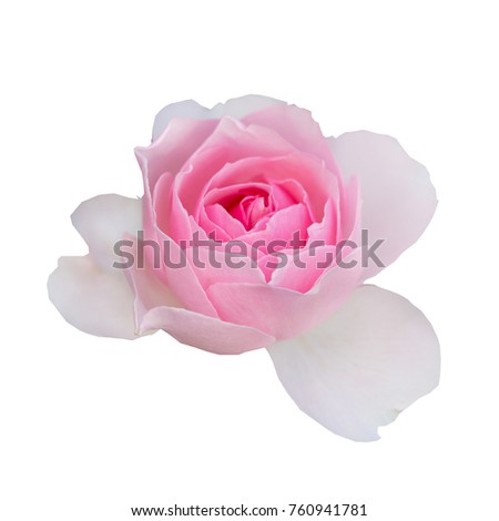 Close up pink rose isolated on white background with clipping path. 