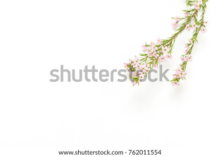 White space background with fresh flower plant decorations.