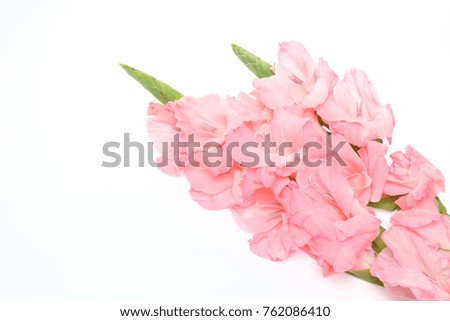 Gladiolus  in a white background