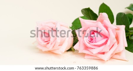 Two pink blooming fresh roses with copy space