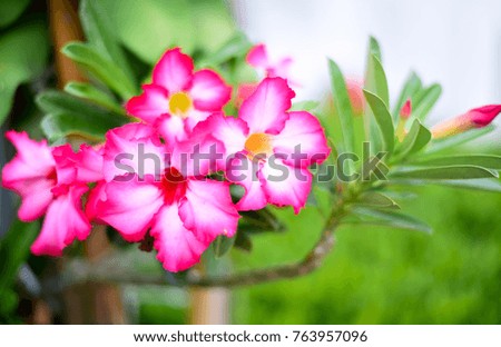 Adenium queen of pink flower