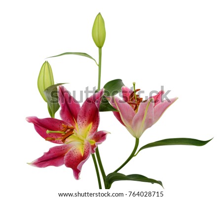 beautiful lily bouquet isolated on white background