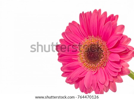 Pink gerber daisy isolated against white background