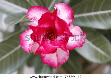 Pink Desert Rose