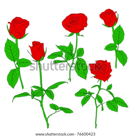 Set of in hand drawn style roses.  illustration.
