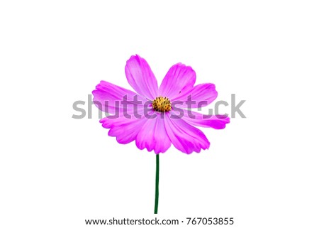 Pink flowers cosmos isolated on the white background.