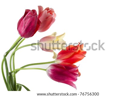 multicolored tulips on white background