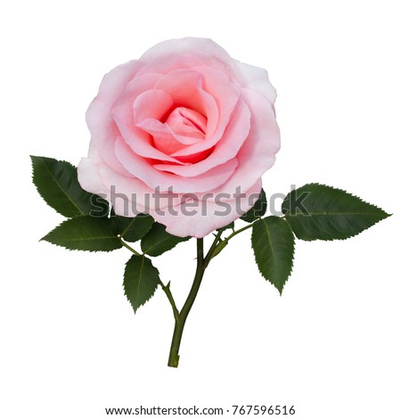 Pink rose isolated on a white background.