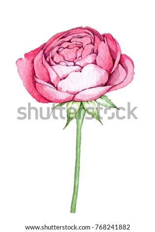 hand drawn watercolor rose for design of corporate identity, postcards, logos, printed materials