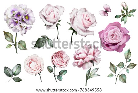 Set watercolor elements of roses, peonies collection garden pink flowers, leaves, branches, Botanic  illustration isolated on white background.  bud of flowers