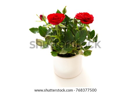 Rose in the pot in front of white background