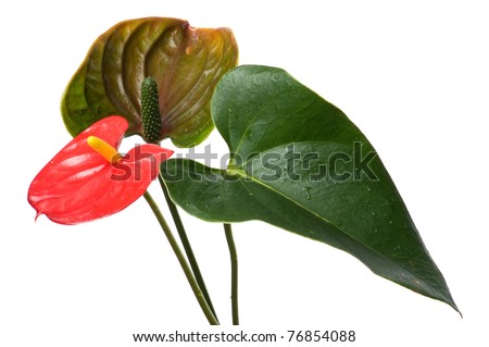 object on white - Anthurium flower close up