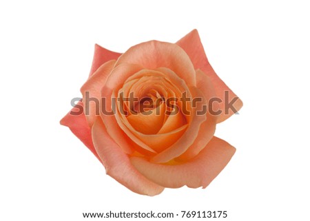 beautiful and delicate rose on a white background