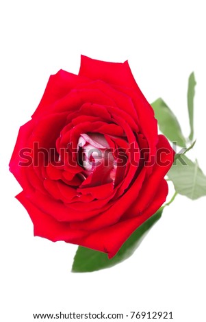 flowers : rose with green leaves isolated over white background