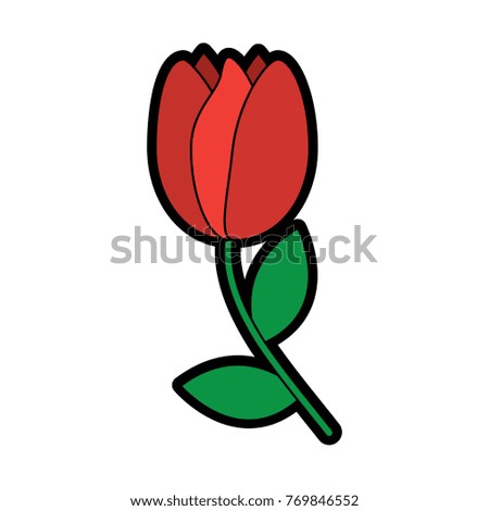 tulip flower flora natural bloom delicate