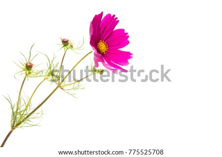 a flower of a cosmea isolated on a white background