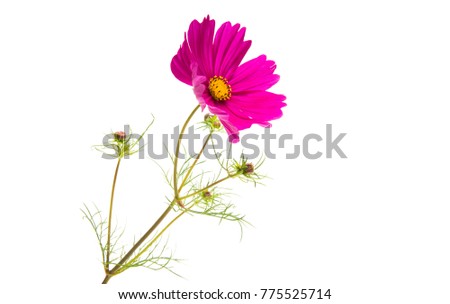 a flower of a cosmea isolated on a white background
