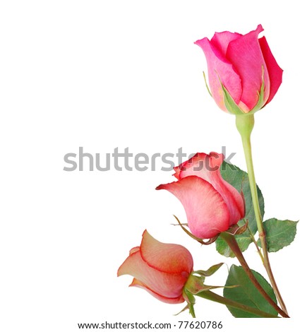 A stem roses frame