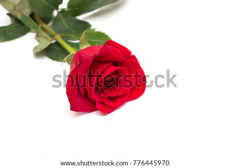 Red rose on a white background. Photo.