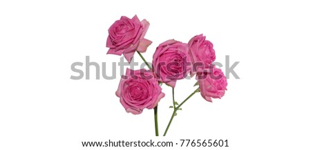 Pink rose bouquet with stem isolated on white background