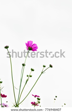 Cosmos flower in the field; nature; environment; park; outdoor;