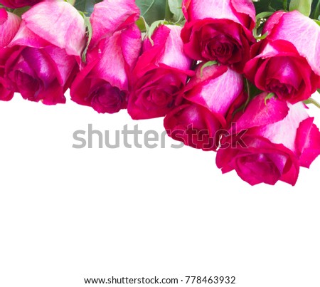 red rose flowers buds border isolated on white background